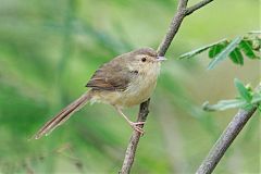 Plain Prinia